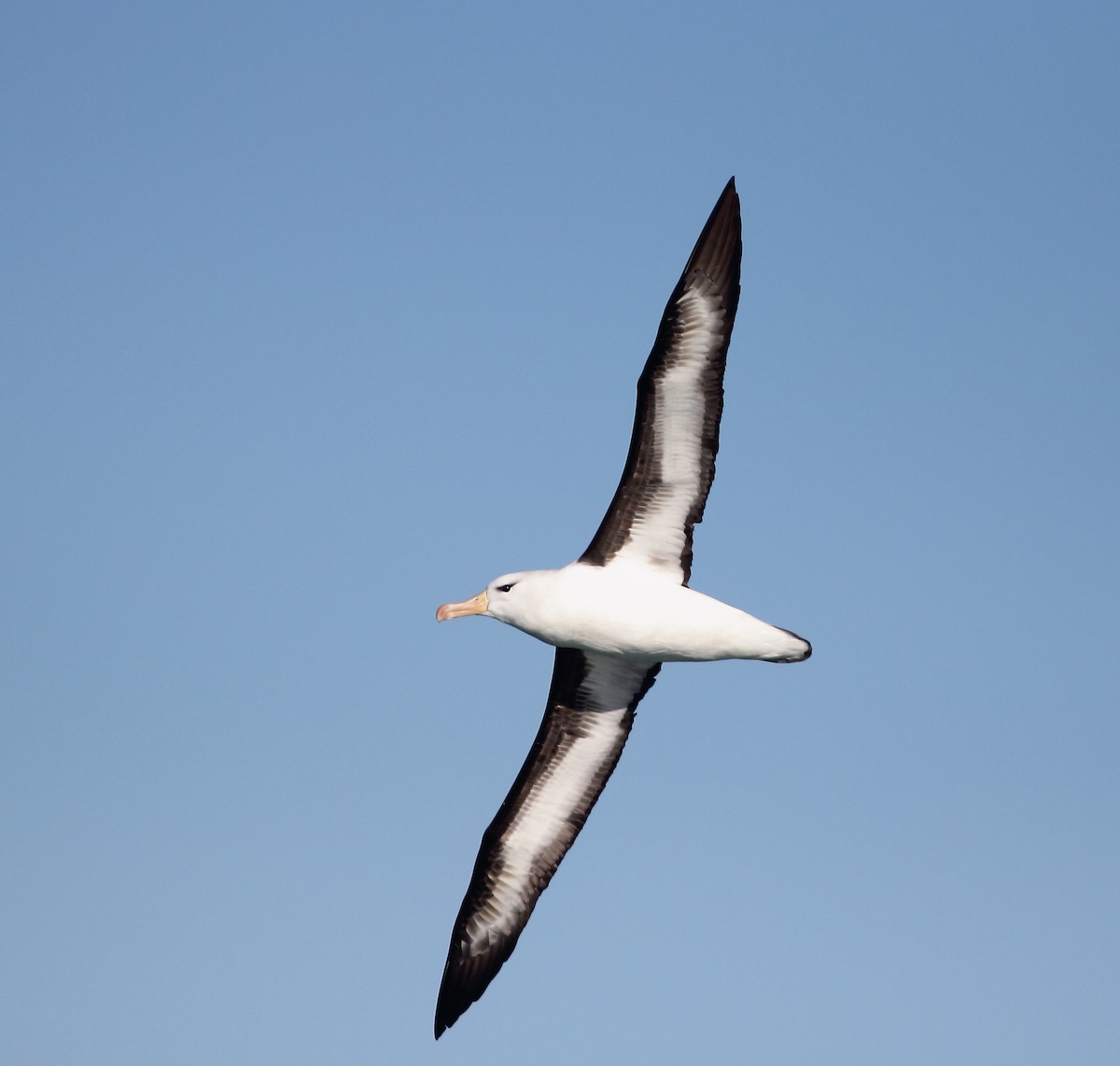 Чернобровый альбатрос - ML619521759