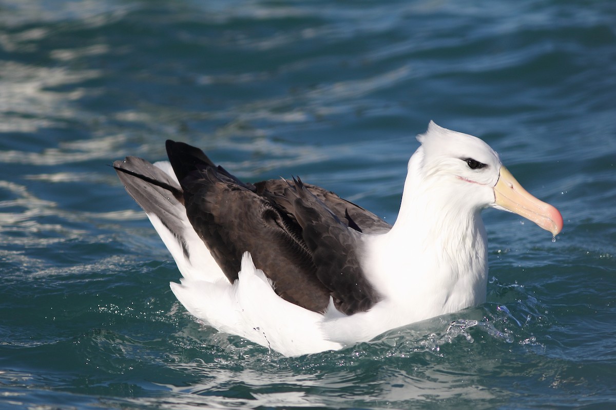 albatros černobrvý - ML619521760