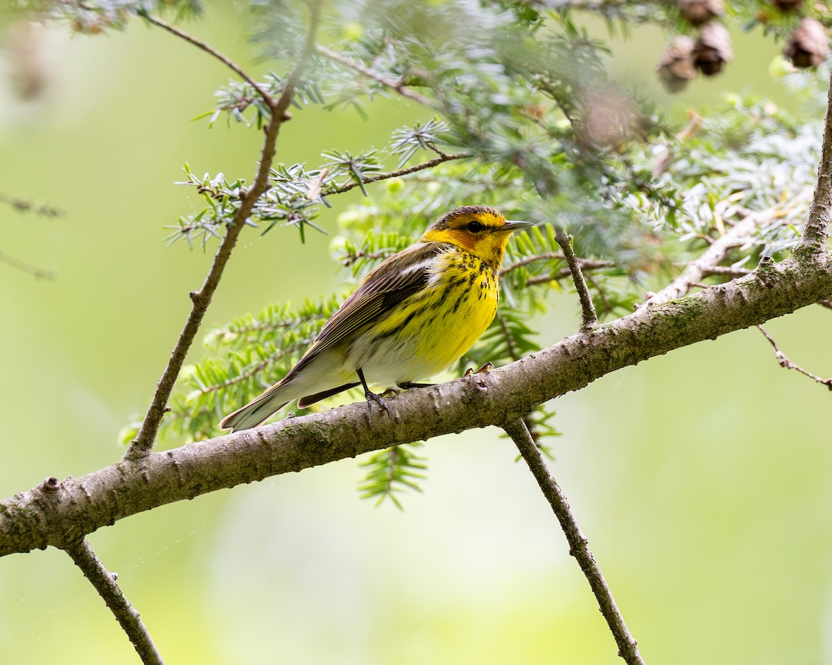 Cape May Warbler - ML619521769