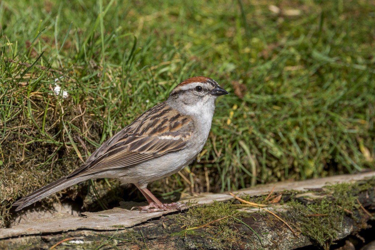 Chipping Sparrow - ML619521822