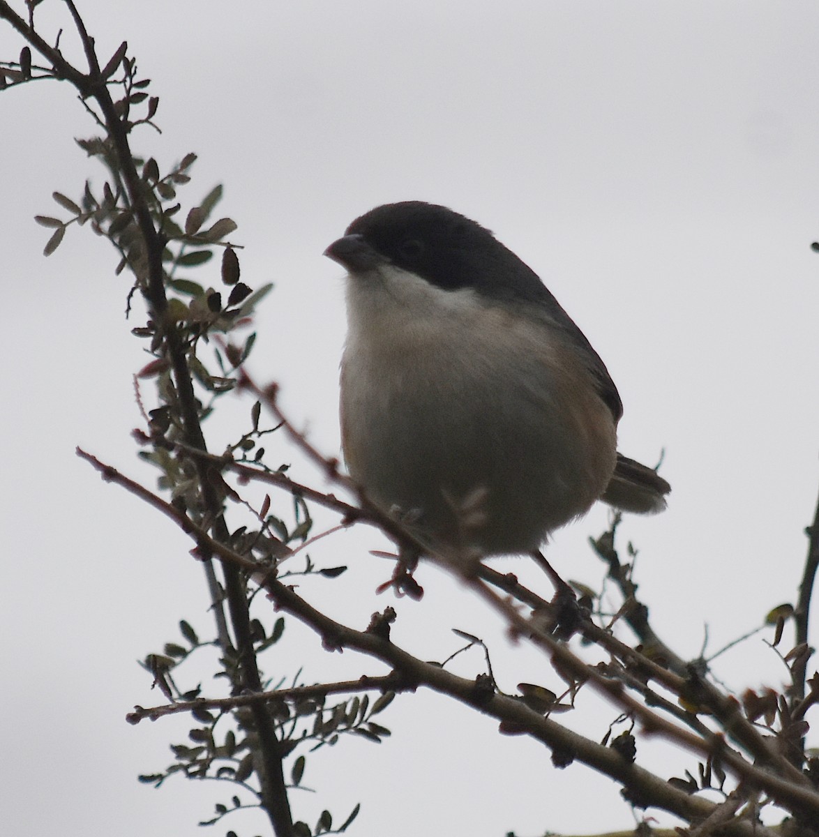 Black-capped Warbling Finch - ML619521836