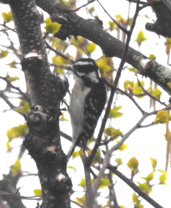 Downy Woodpecker - ML619521841