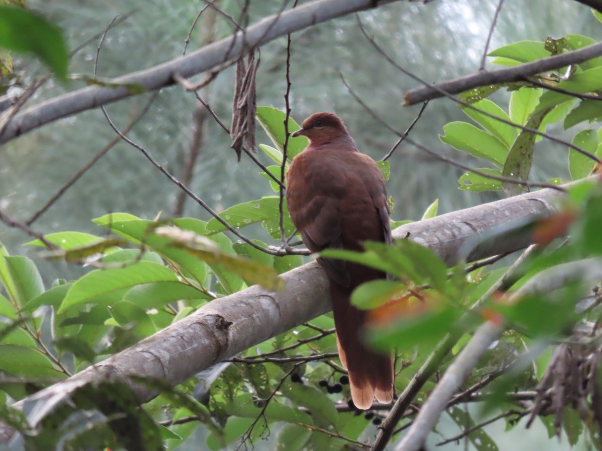 Brown Cuckoo-Dove - ML619521844