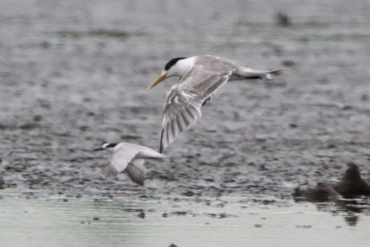 Great Crested Tern - ML619521891