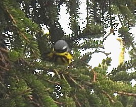Yellow-rumped Warbler - ML619521920