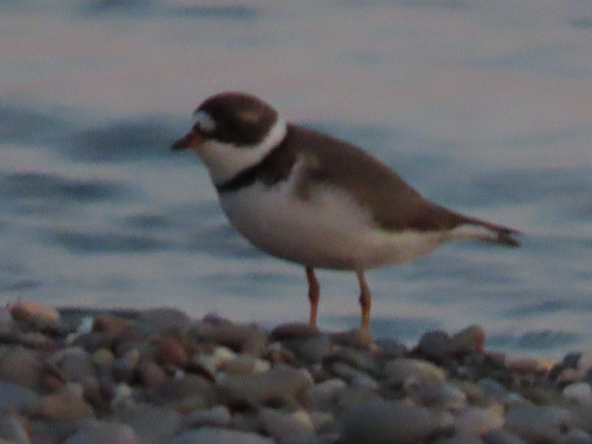 Semipalmated Plover - ML619521925