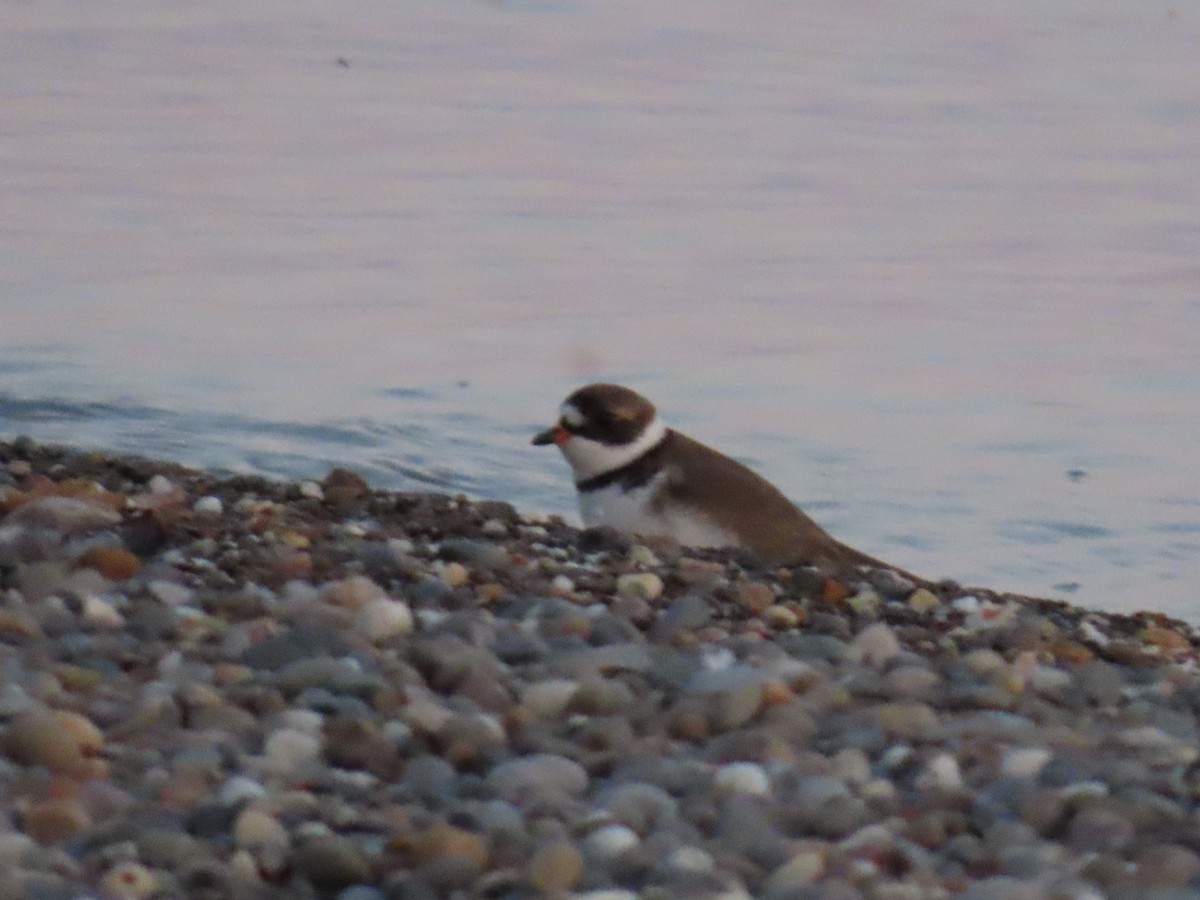 Semipalmated Plover - ML619521926