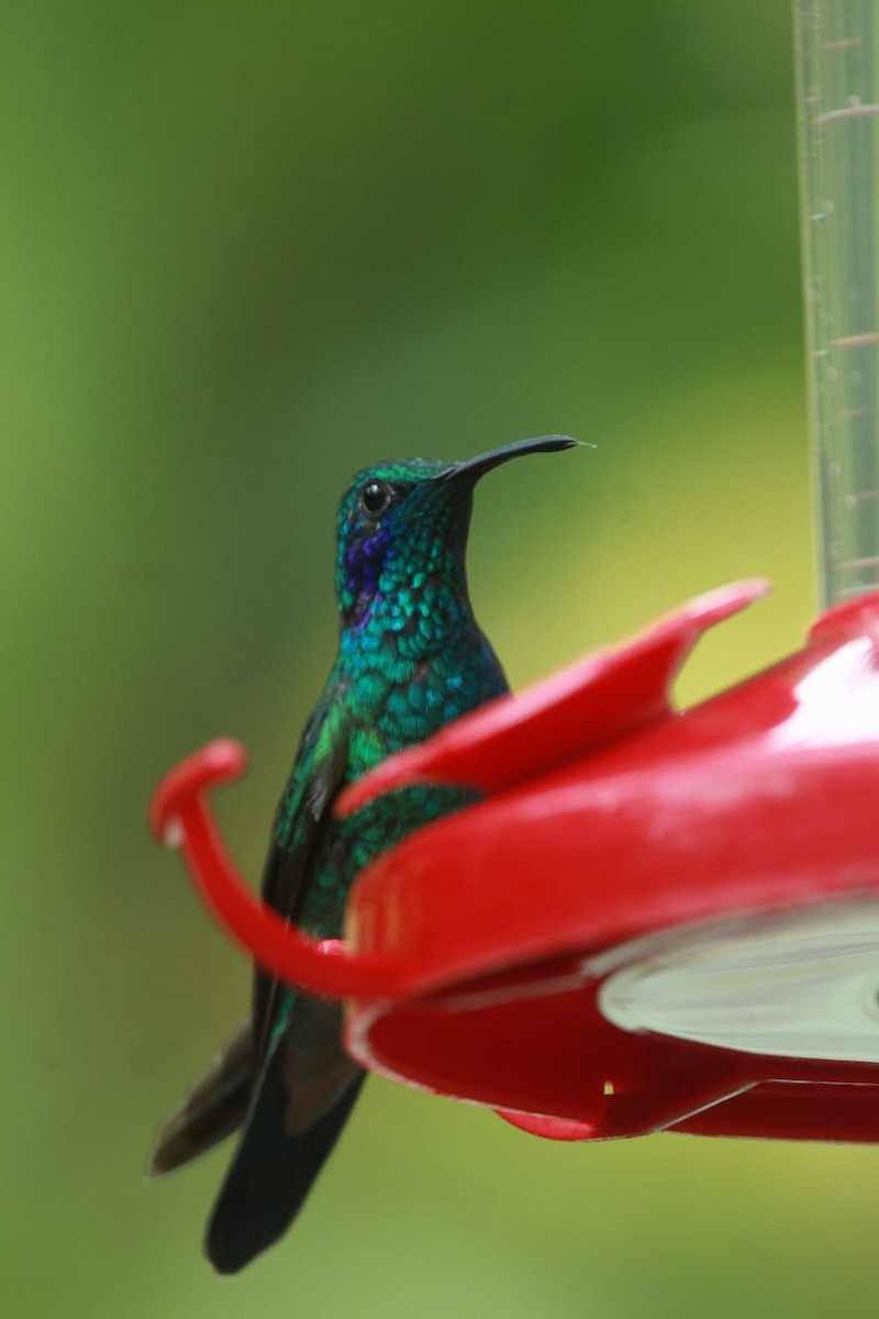 kolibřík modrouchý - ML619521957