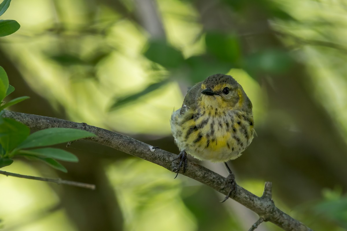 Cape May Warbler - ML619521965