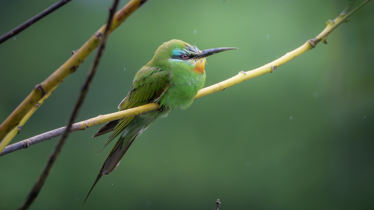 Blue-cheeked Bee-eater - ML619522020