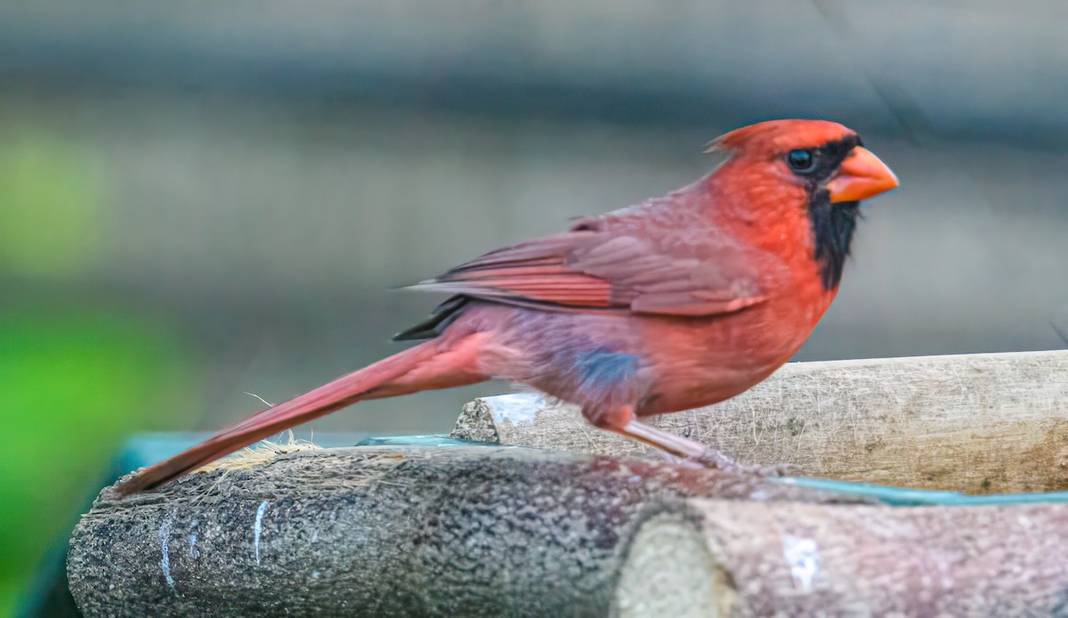 Cardinal rouge - ML619522110
