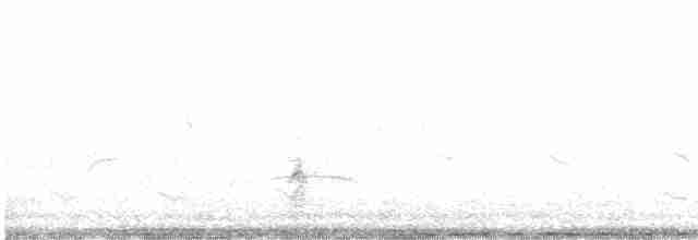 紅頭潛鴨 - ML619522116