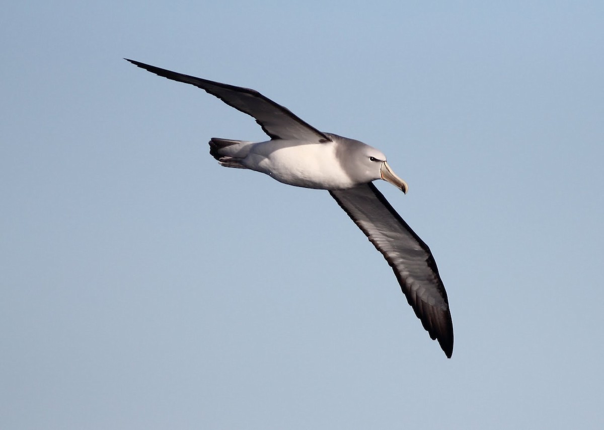 albatros snarský - ML619522168