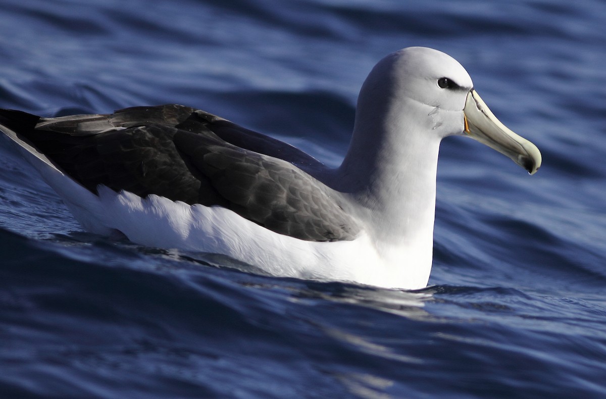 albatros snarský - ML619522173