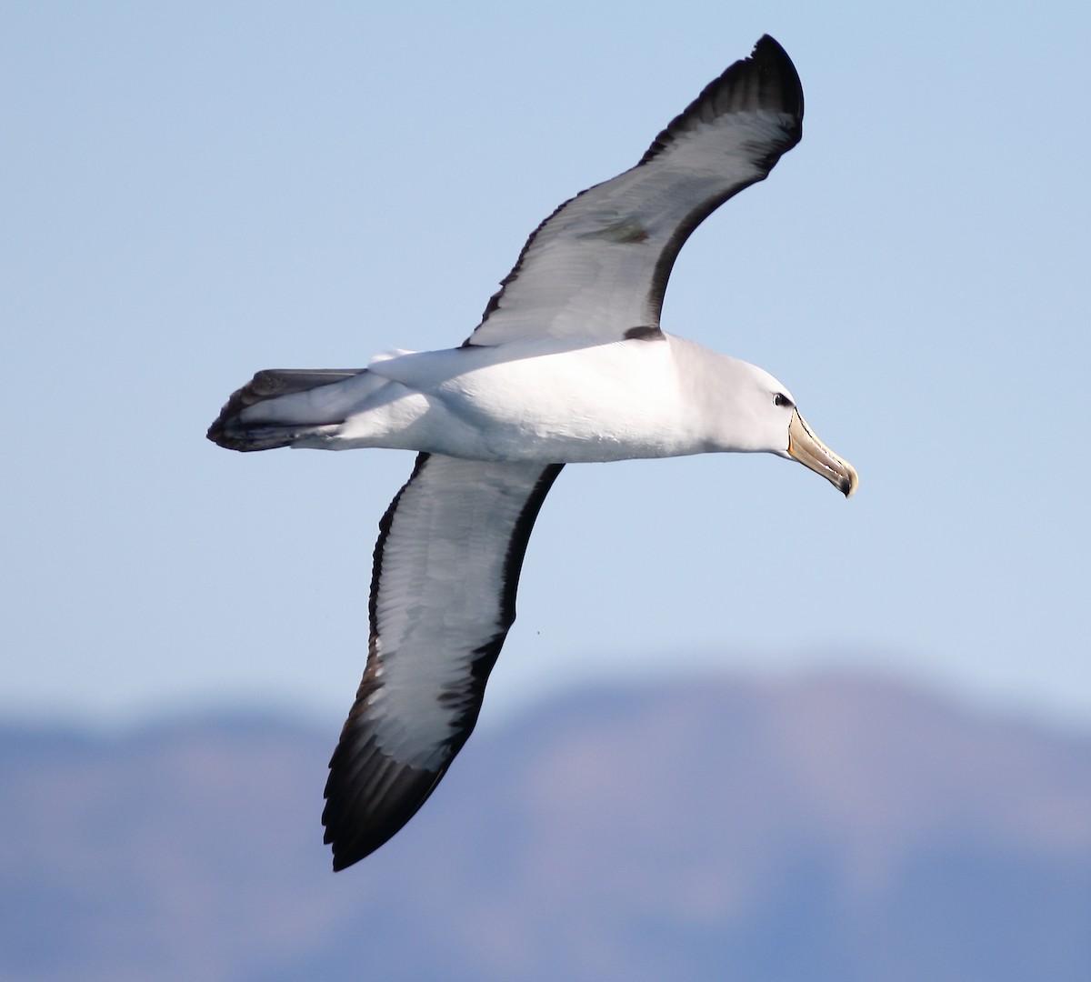 albatros snarský - ML619522174
