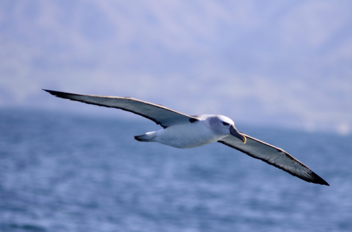 albatros snarský - ML619522176