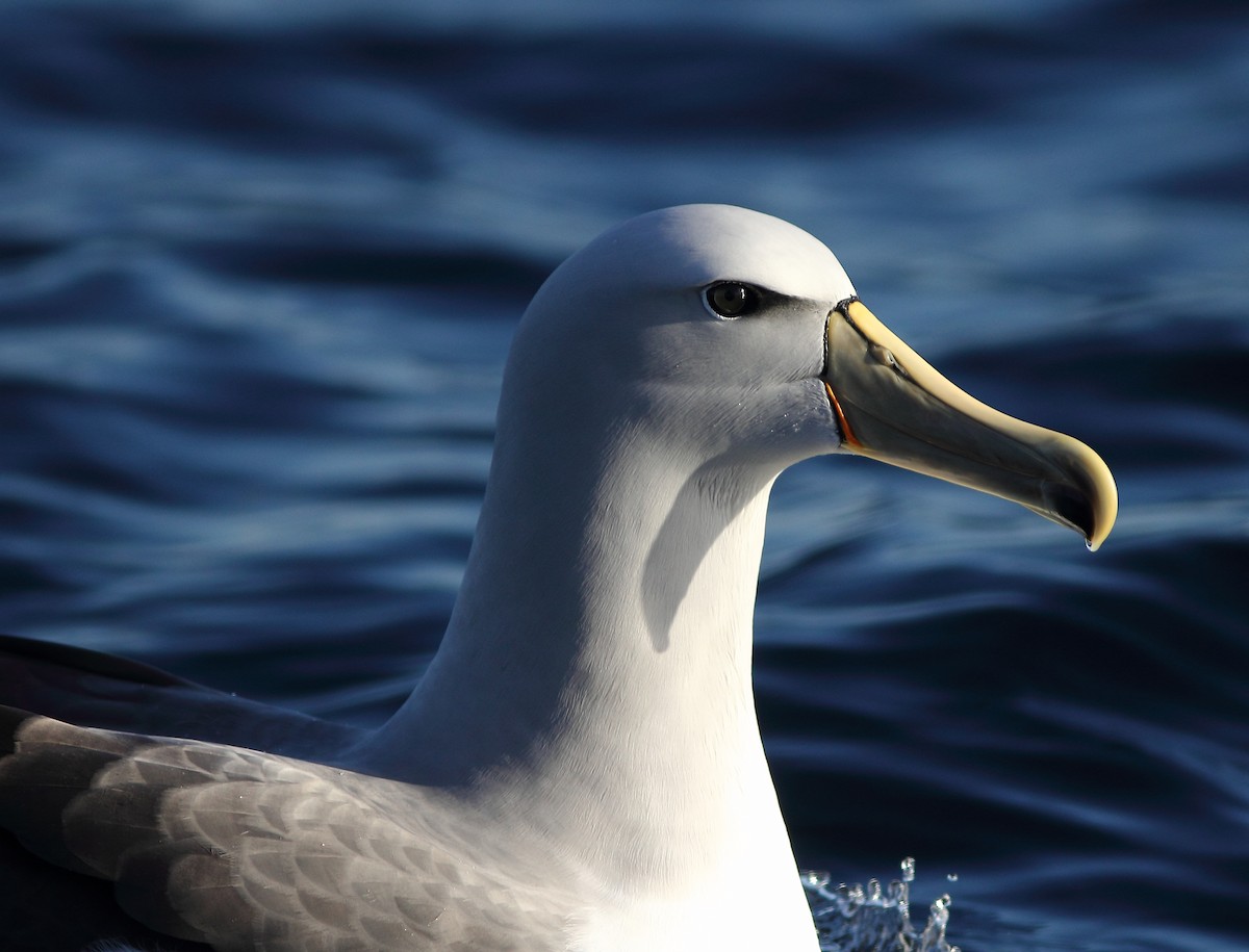 albatros snarský - ML619522179