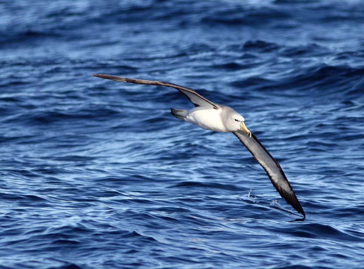 albatros snarský - ML619522185
