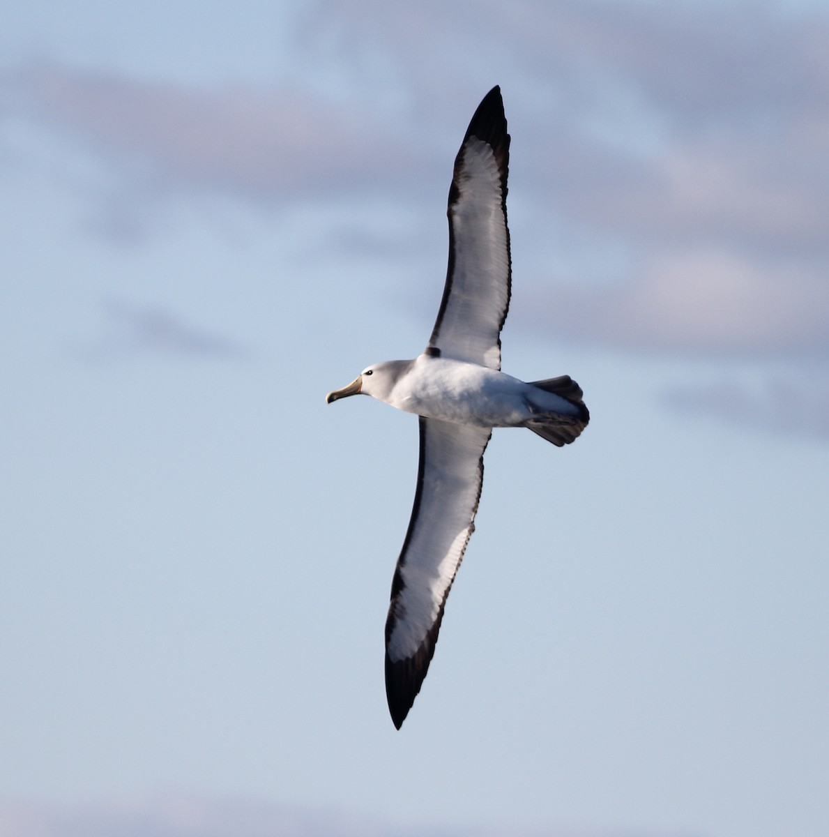 albatros snarský - ML619522188
