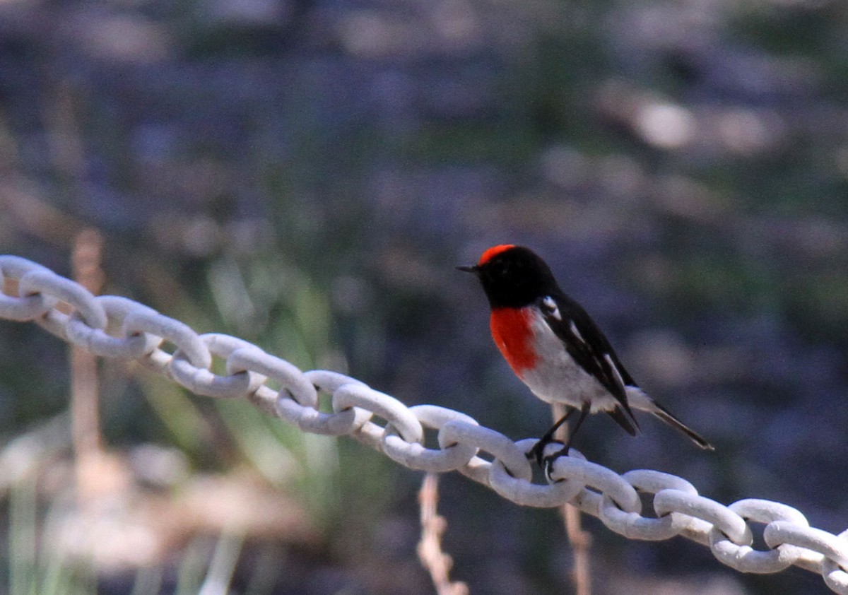 Red-capped Robin - ML619522191