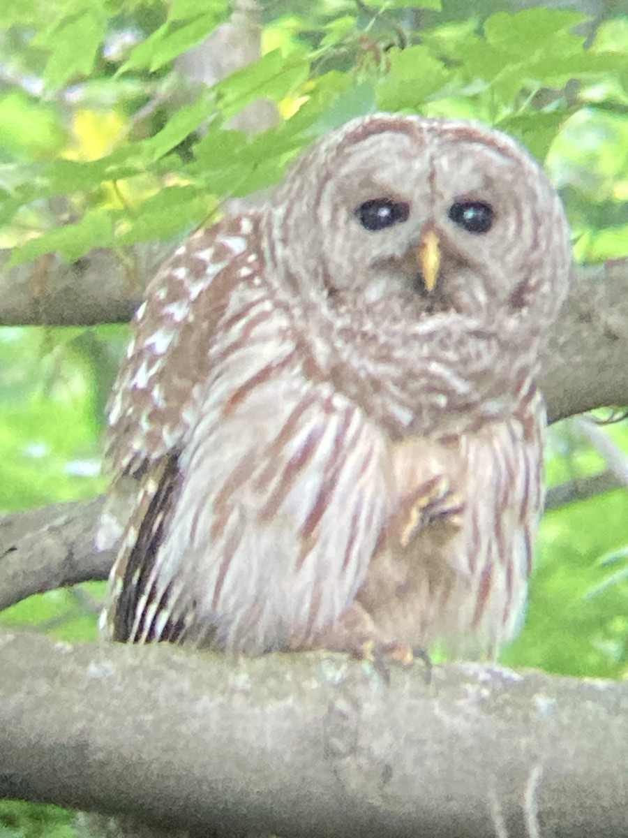 Barred Owl - ML619522196
