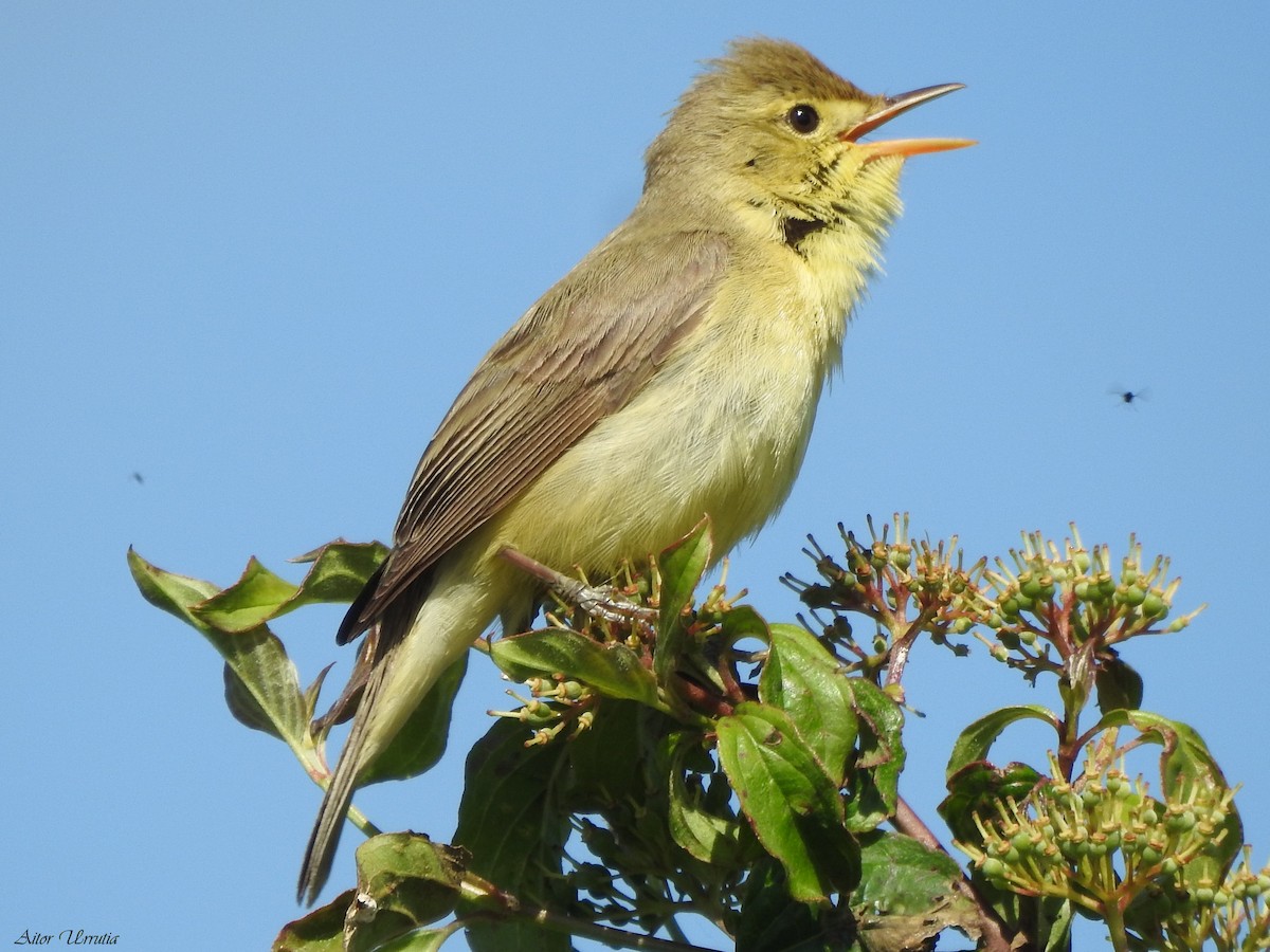 Melodious Warbler - ML619522203