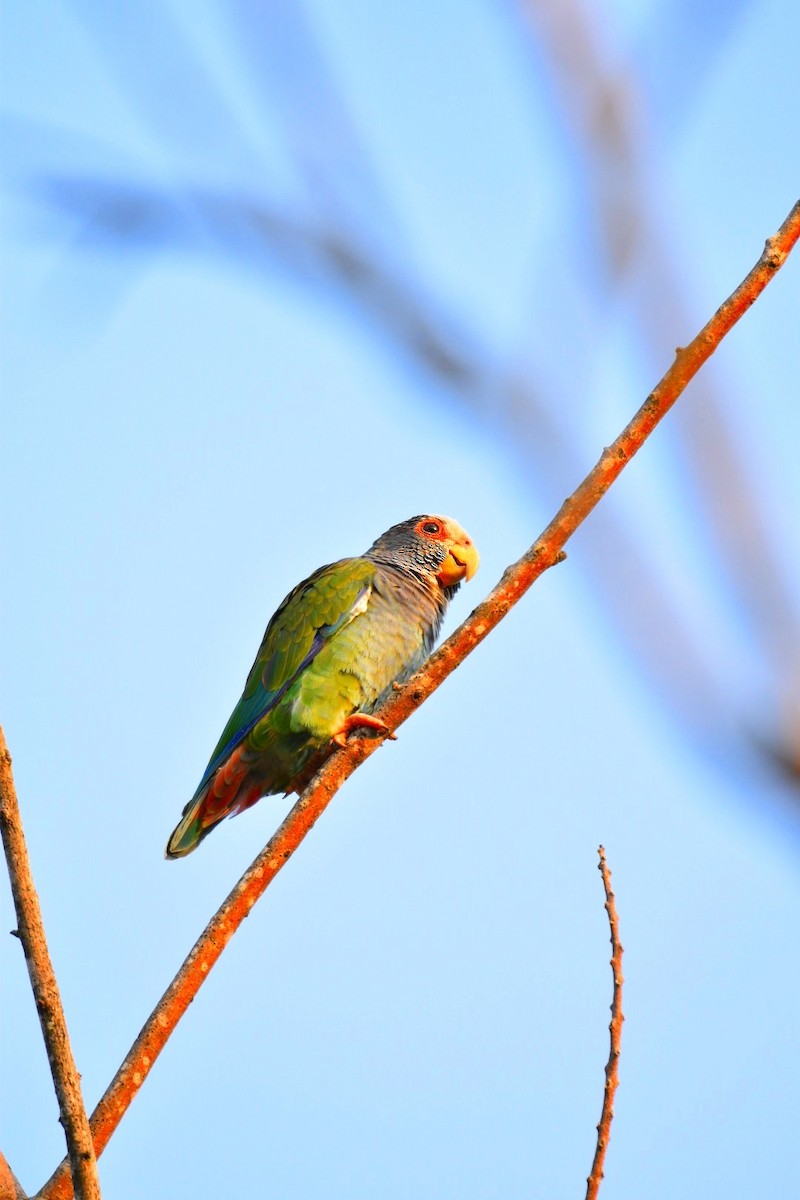 White-crowned Parrot - ML619522236