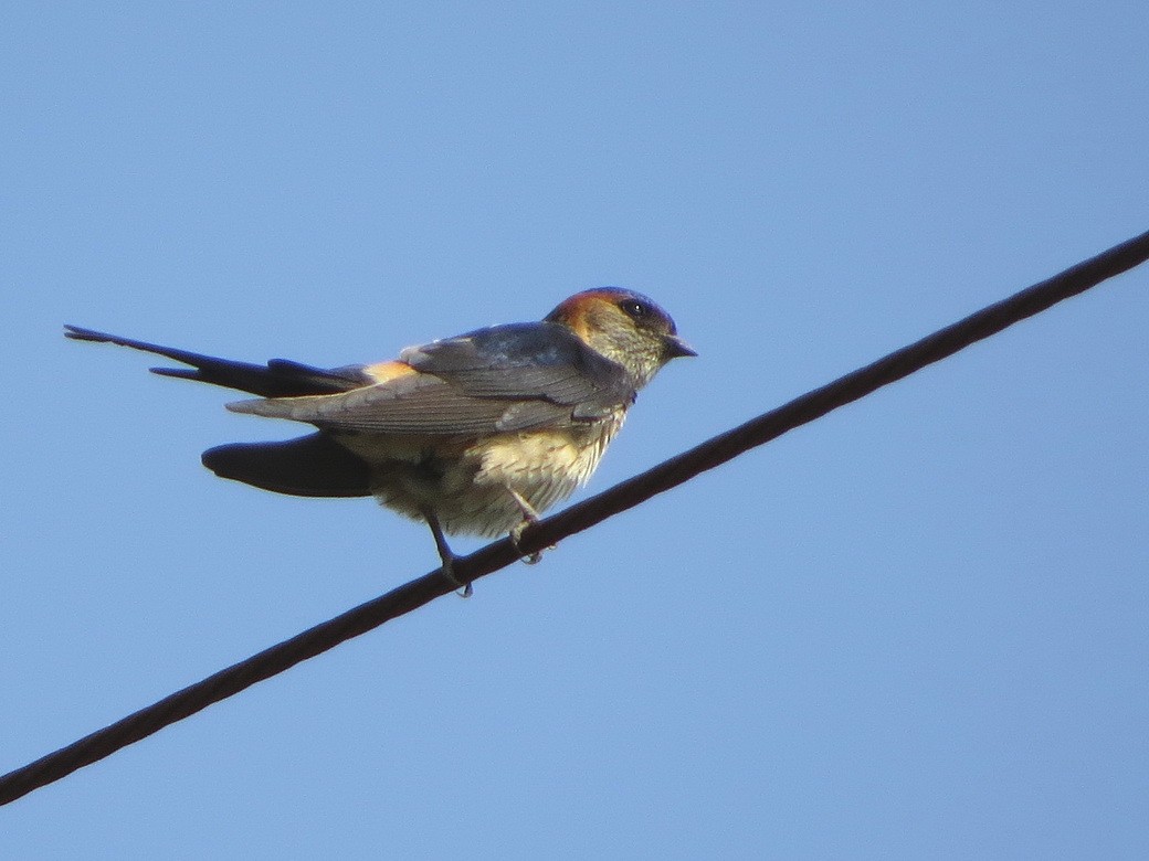Red-rumped Swallow - ML619522256