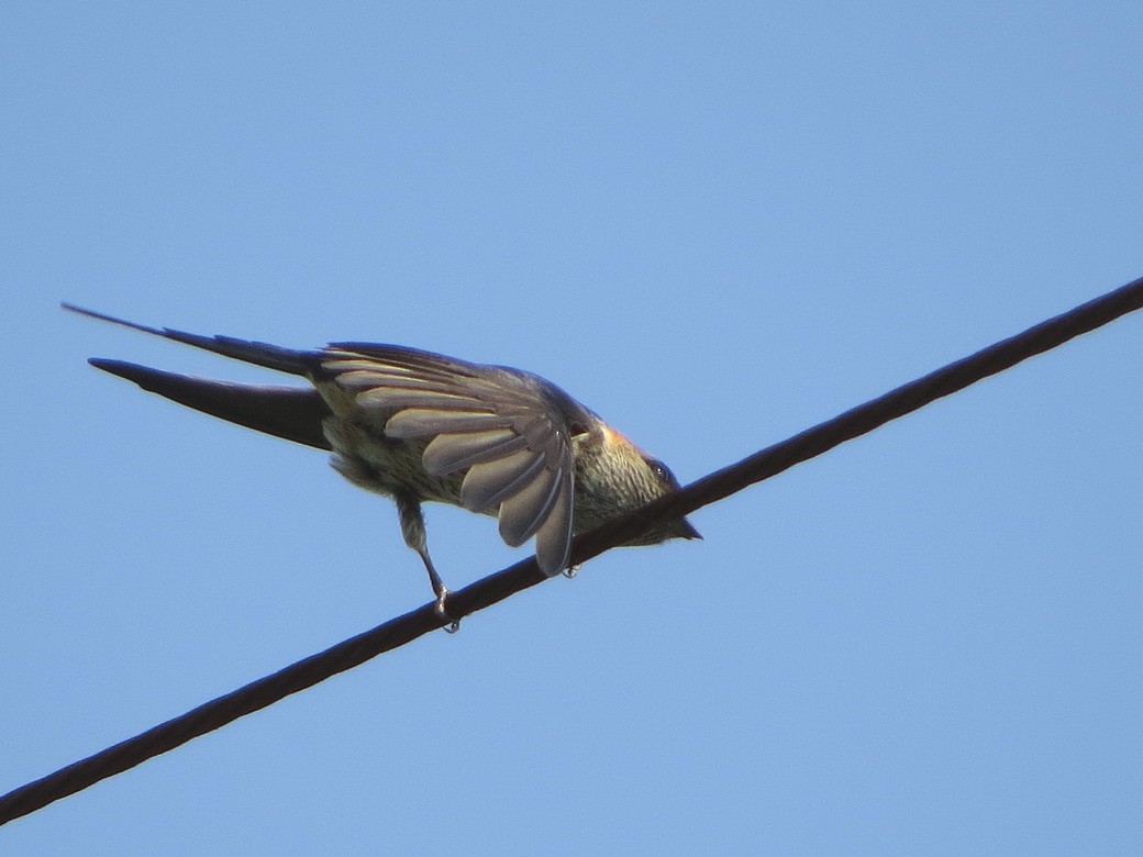 Red-rumped Swallow - ML619522257