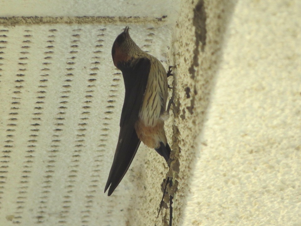 Red-rumped Swallow - ML619522258