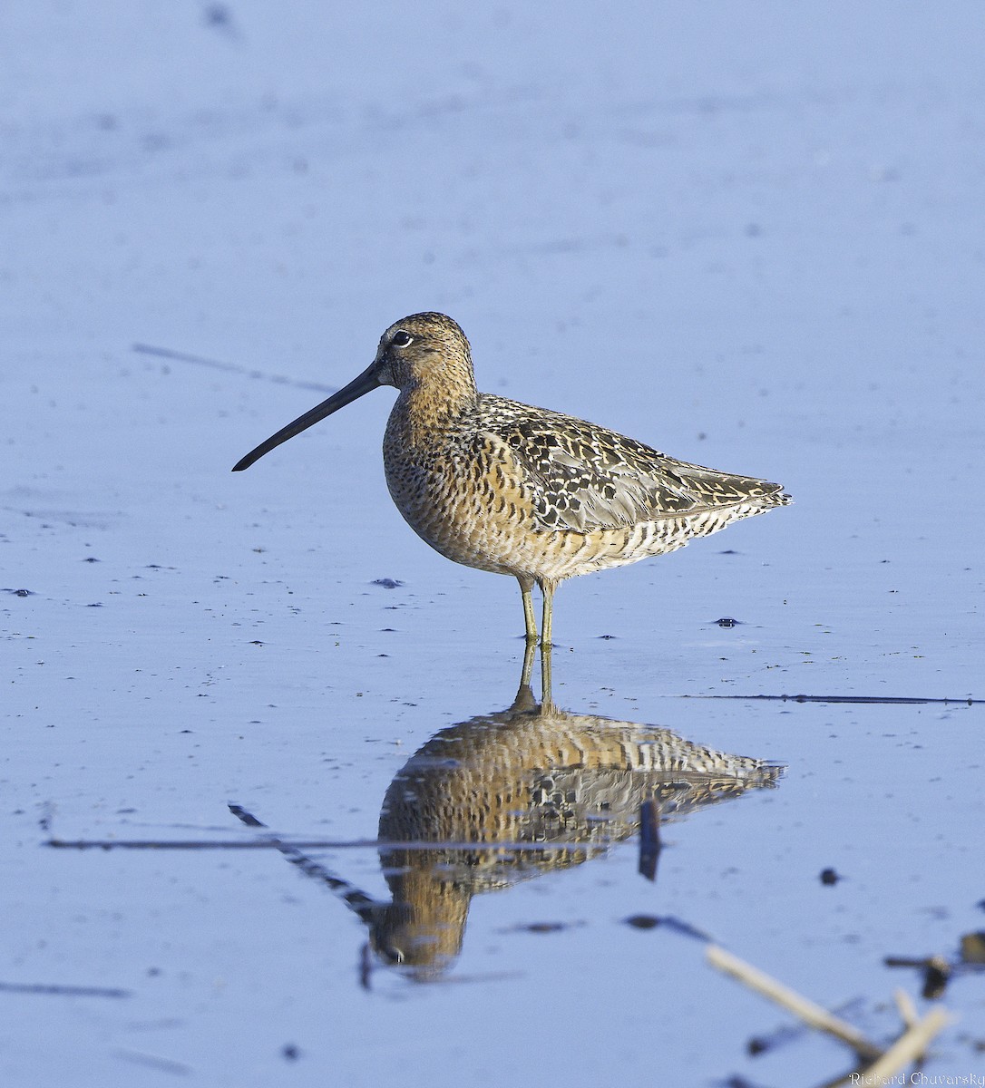 Long-billed Dowitcher - ML619522269
