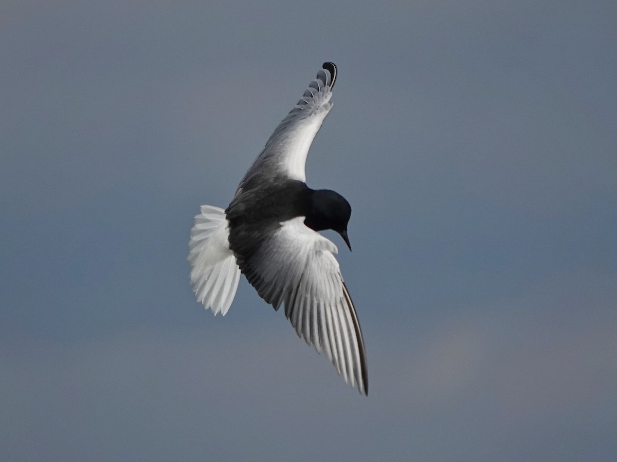 White-winged Tern - ML619522273