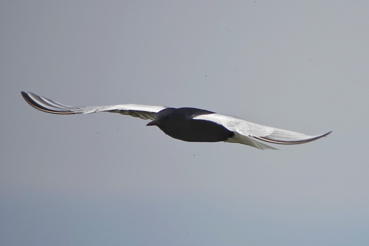White-winged Tern - ML619522274