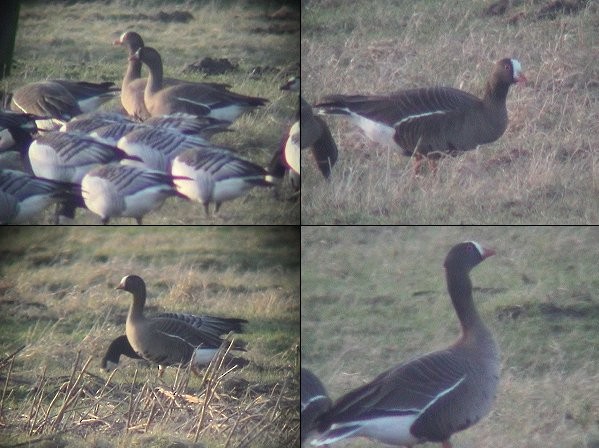 Lesser White-fronted Goose - ML619522328