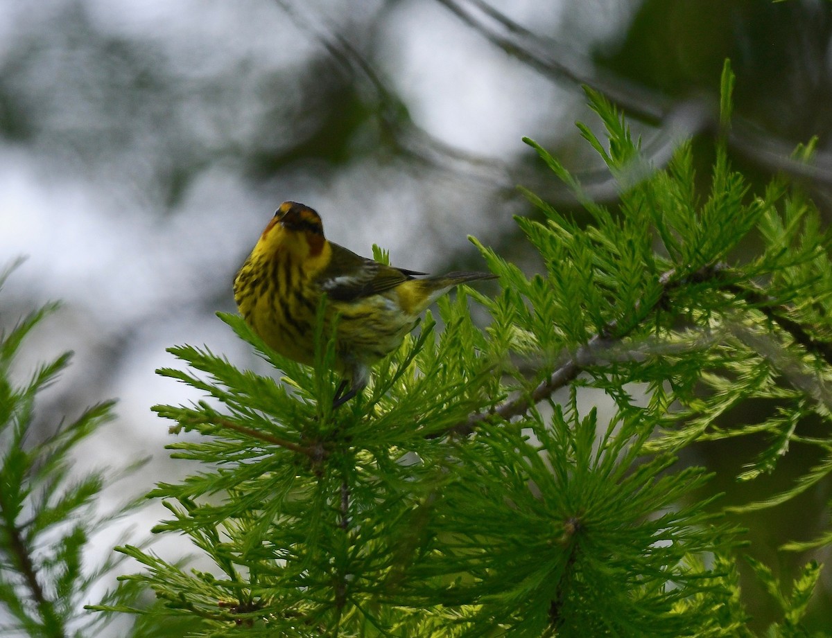 Cape May Warbler - ML619522371