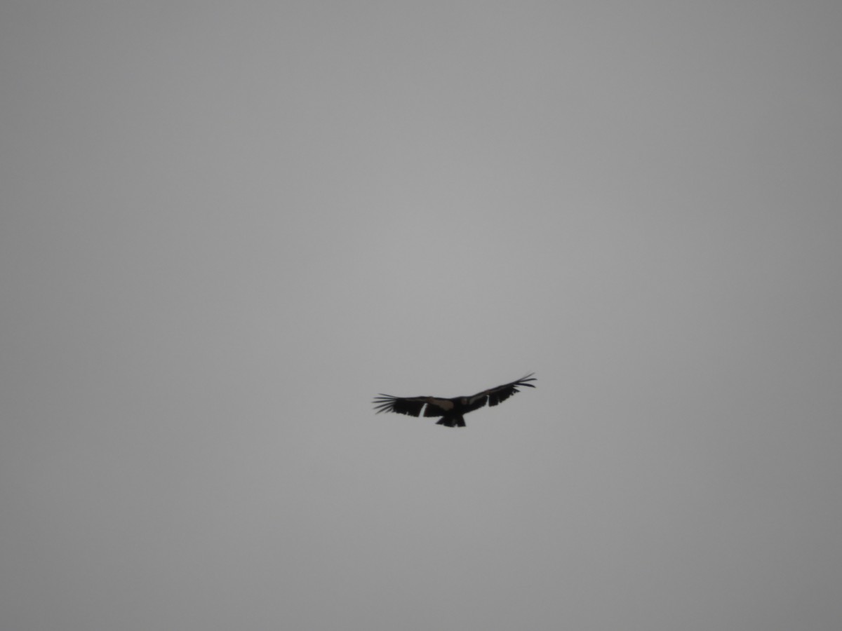 California Condor - ML619522394