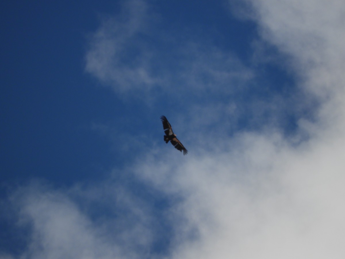 Condor de Californie - ML619522396