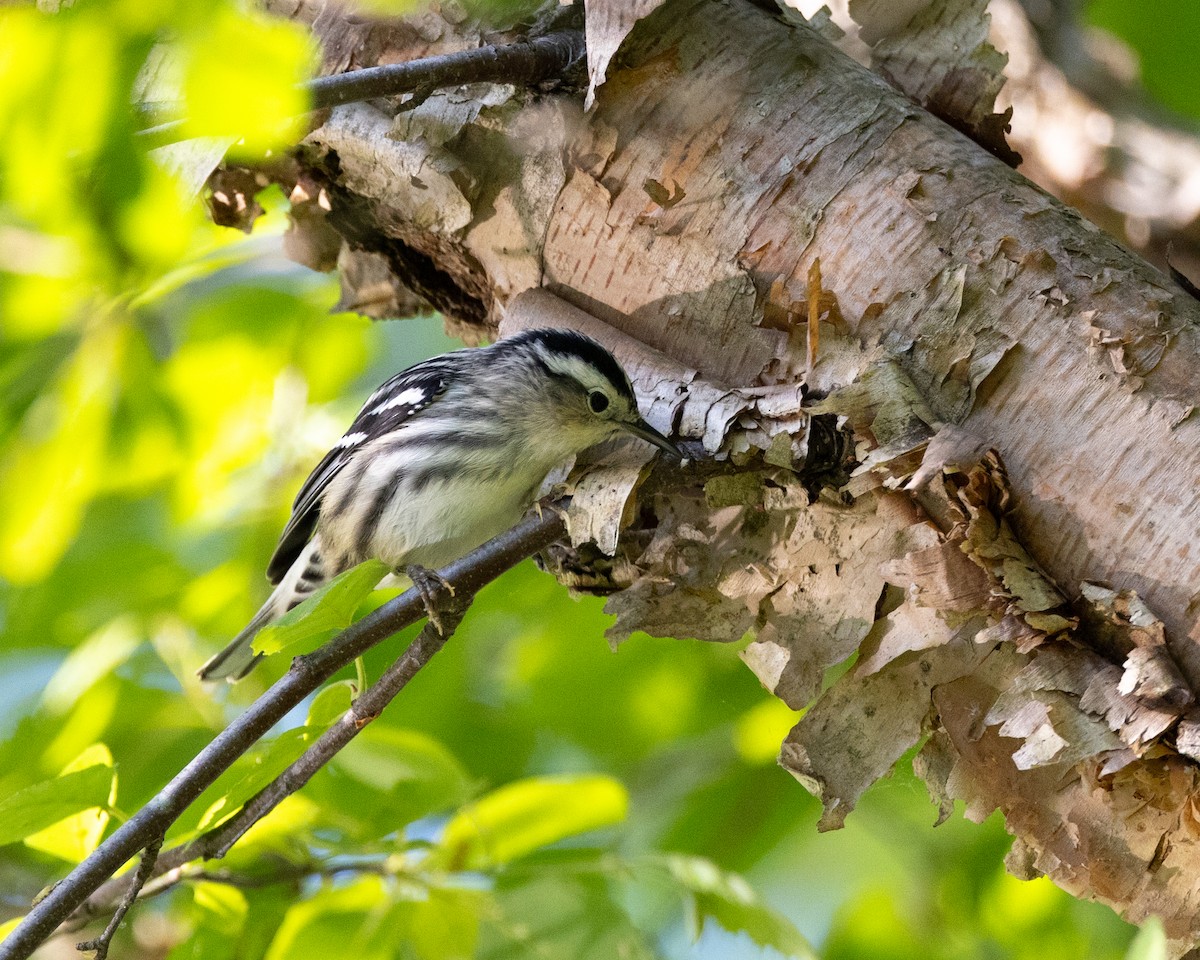 Black-and-white Warbler - ML619522401
