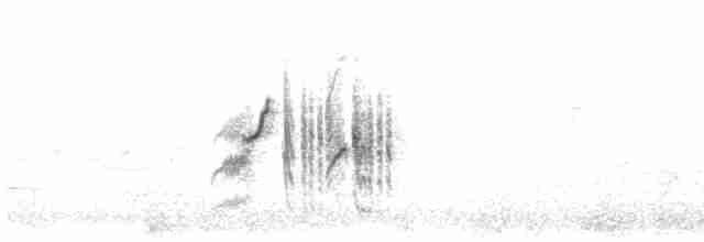 Provencegrasmücke - ML619522414