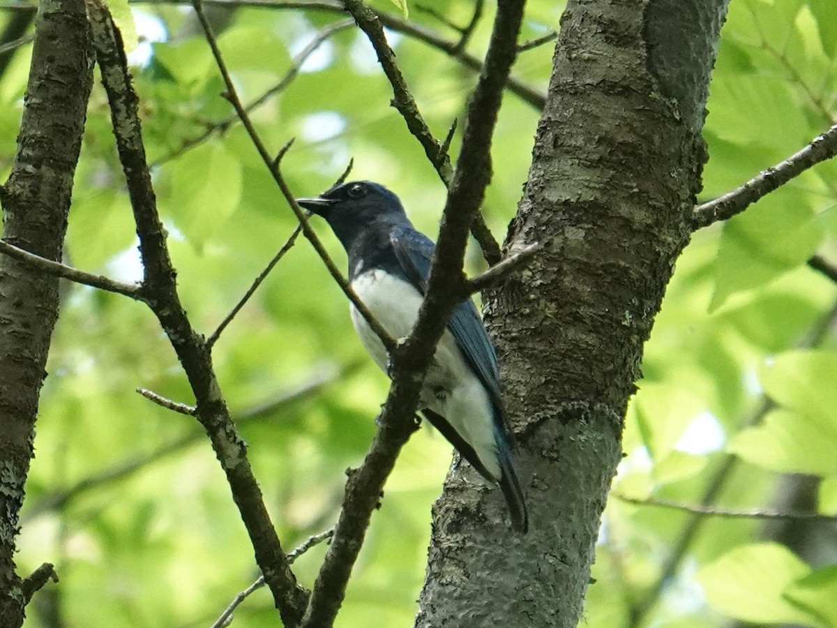 Blue-and-white Flycatcher - ML619522415