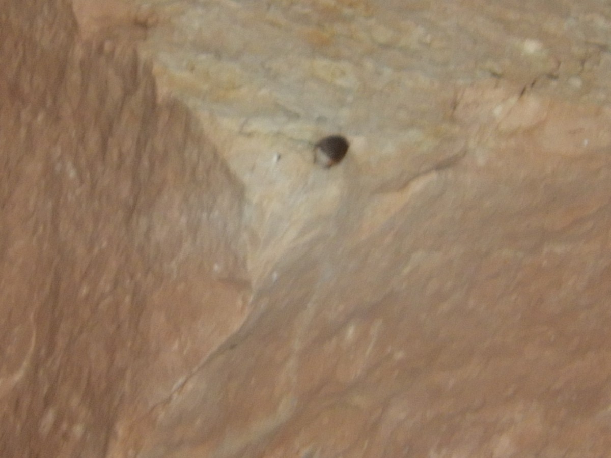 Troglodyte des canyons - ML619522449