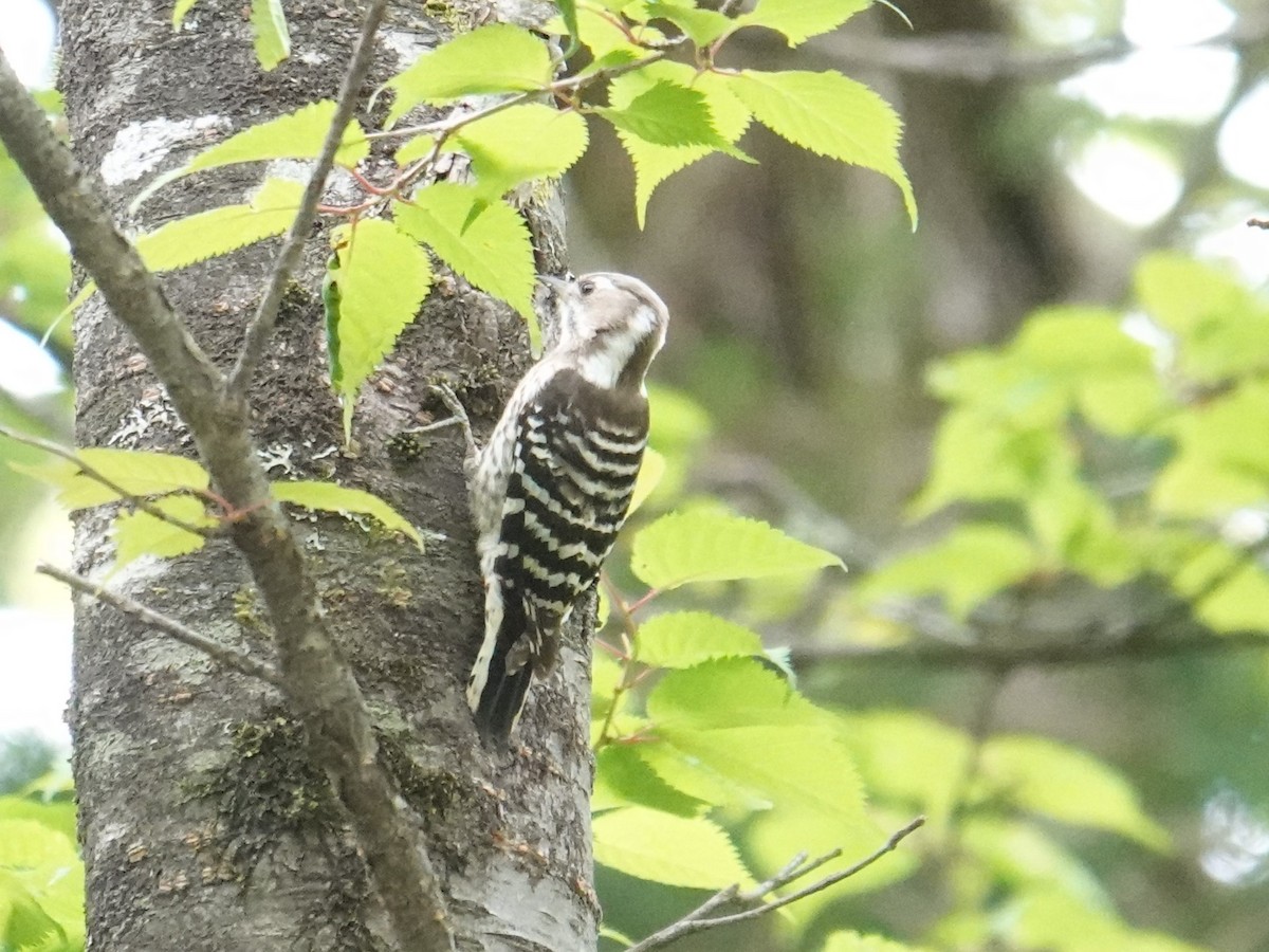 Japanese Pygmy Woodpecker - ML619522471