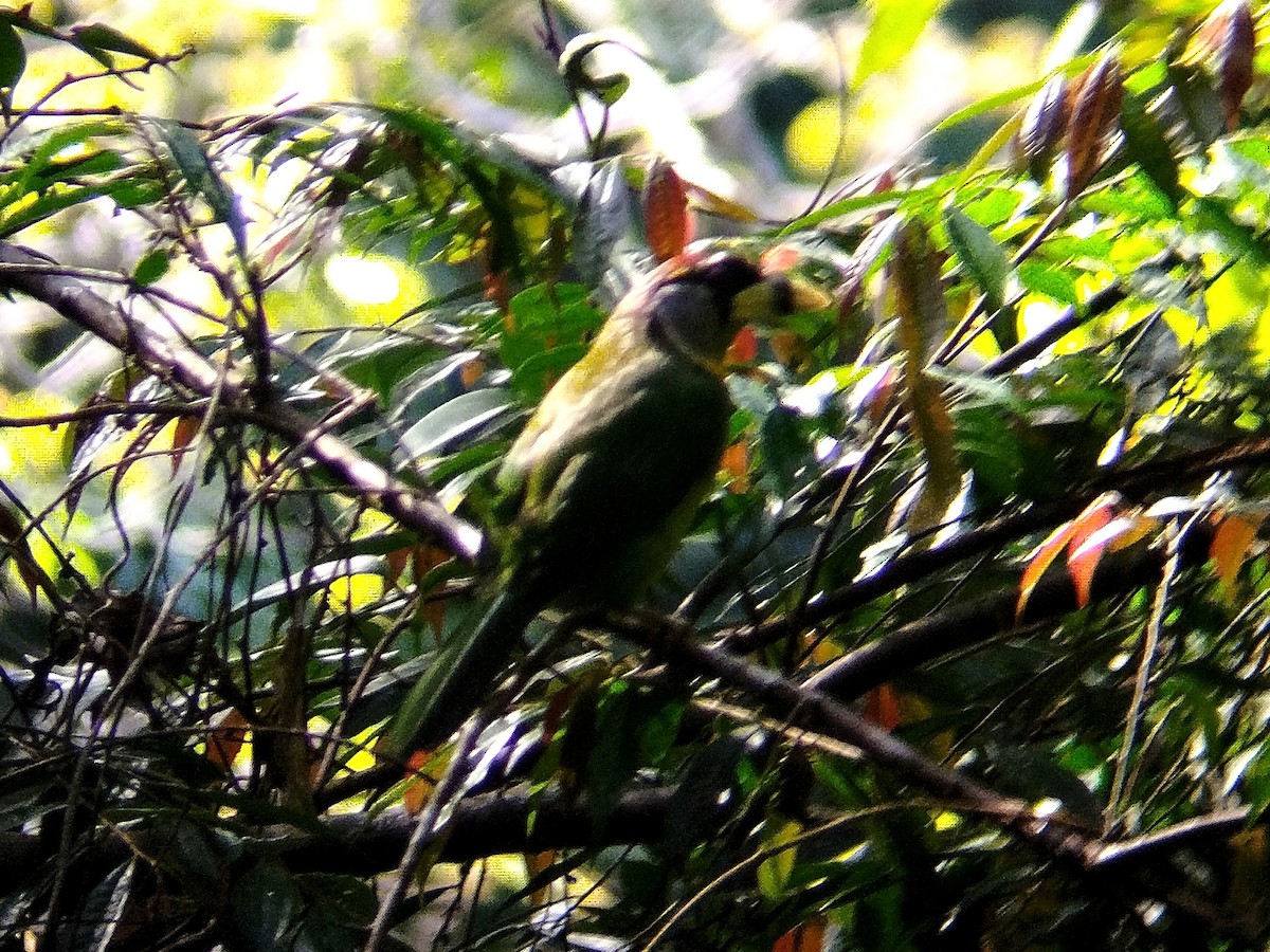 Fire-tufted Barbet - ML619522488