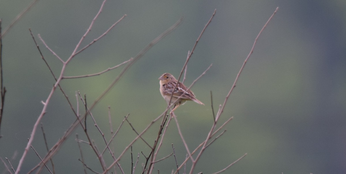 Grasshopper Sparrow - ML619522510