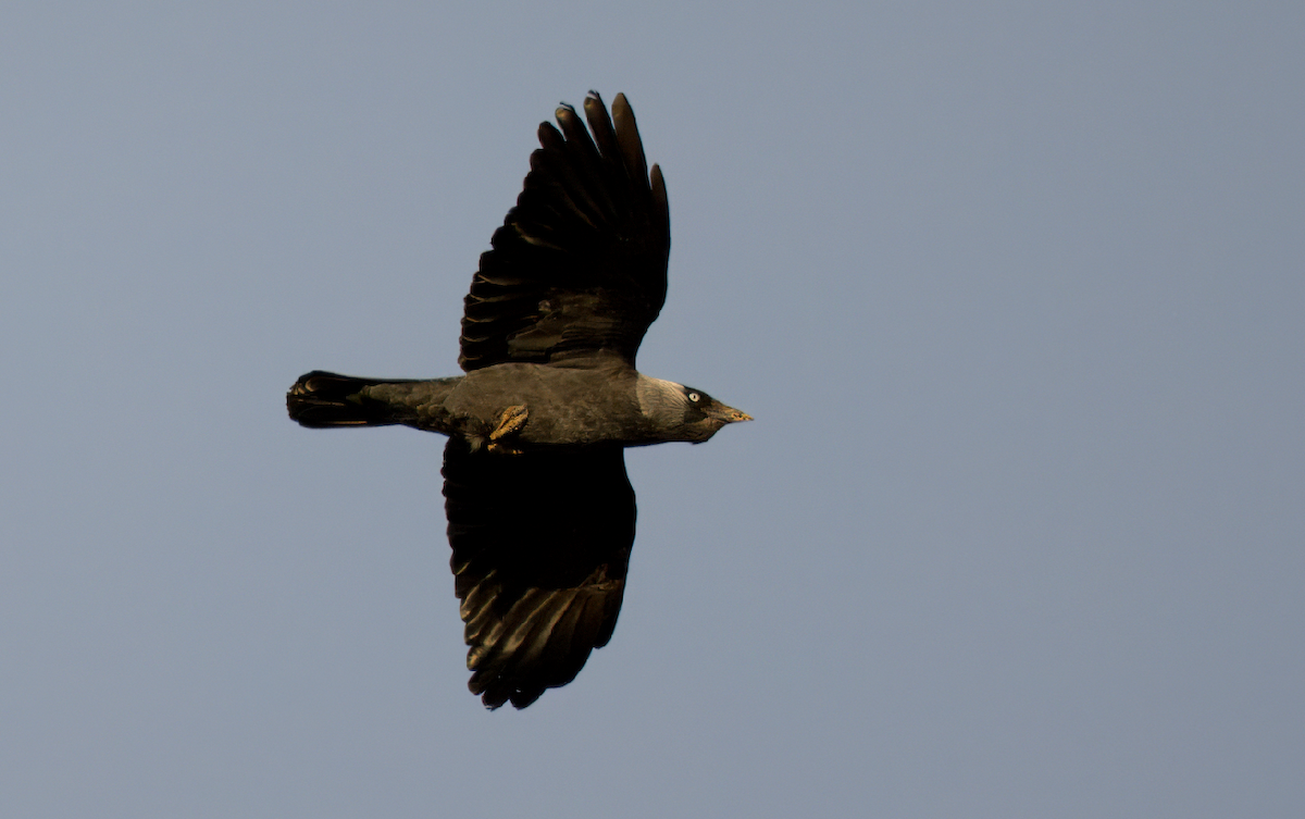 Eurasian Jackdaw - ML619522514