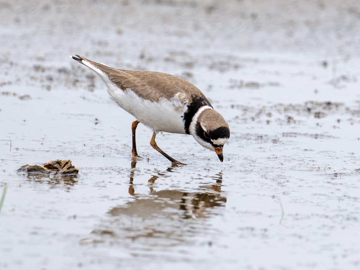 Semipalmated Plover - ML619522515