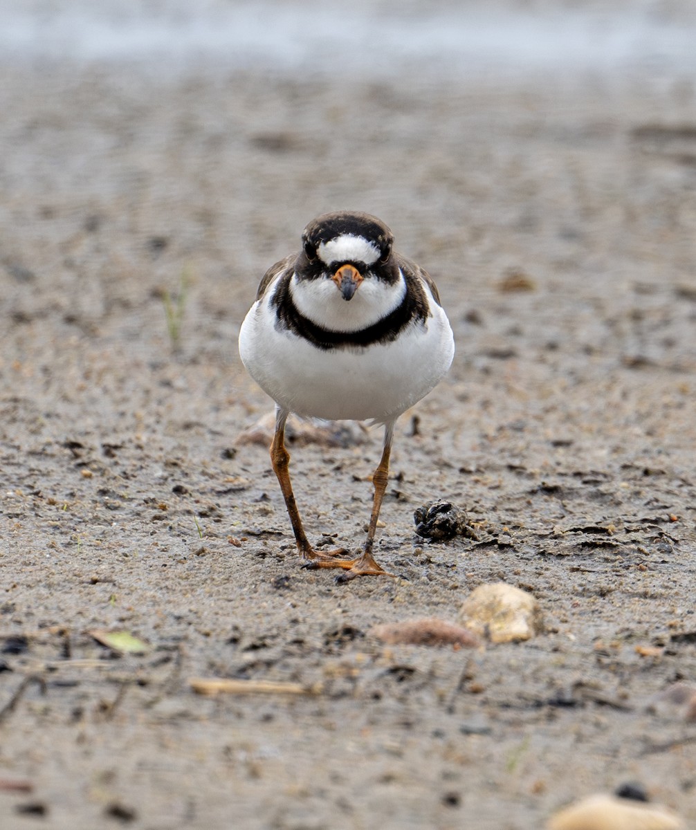 Semipalmated Plover - ML619522516