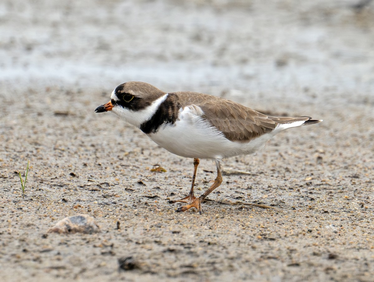 Semipalmated Plover - ML619522517