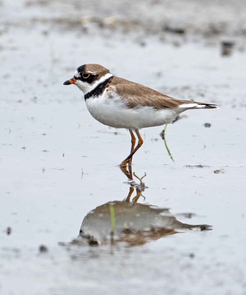 Semipalmated Plover - ML619522518