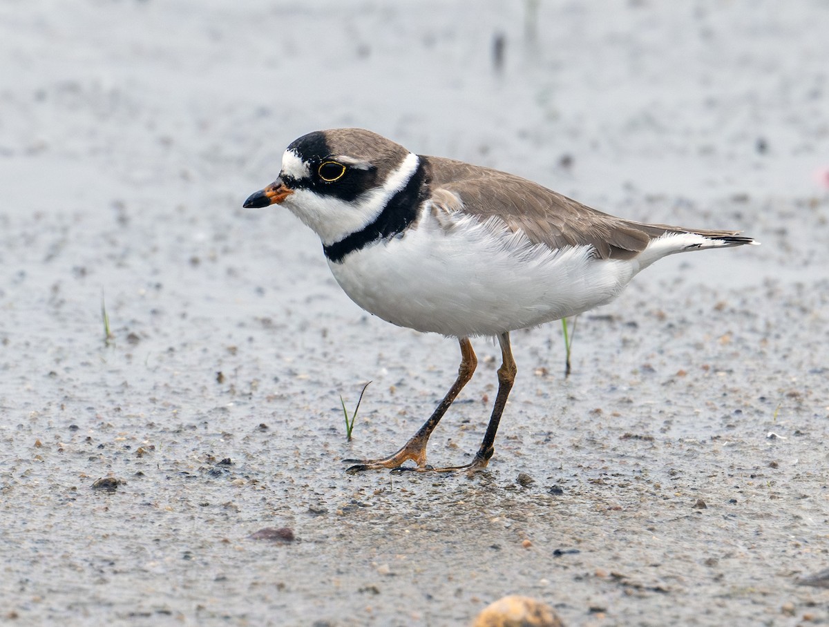 Semipalmated Plover - ML619522519